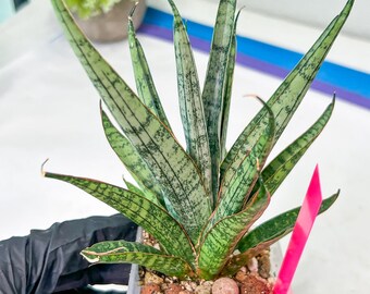 洋書 the splendid sansevieria Sansevieria Sweet Celery (AC62) | Rare Snake Plant - Etsy