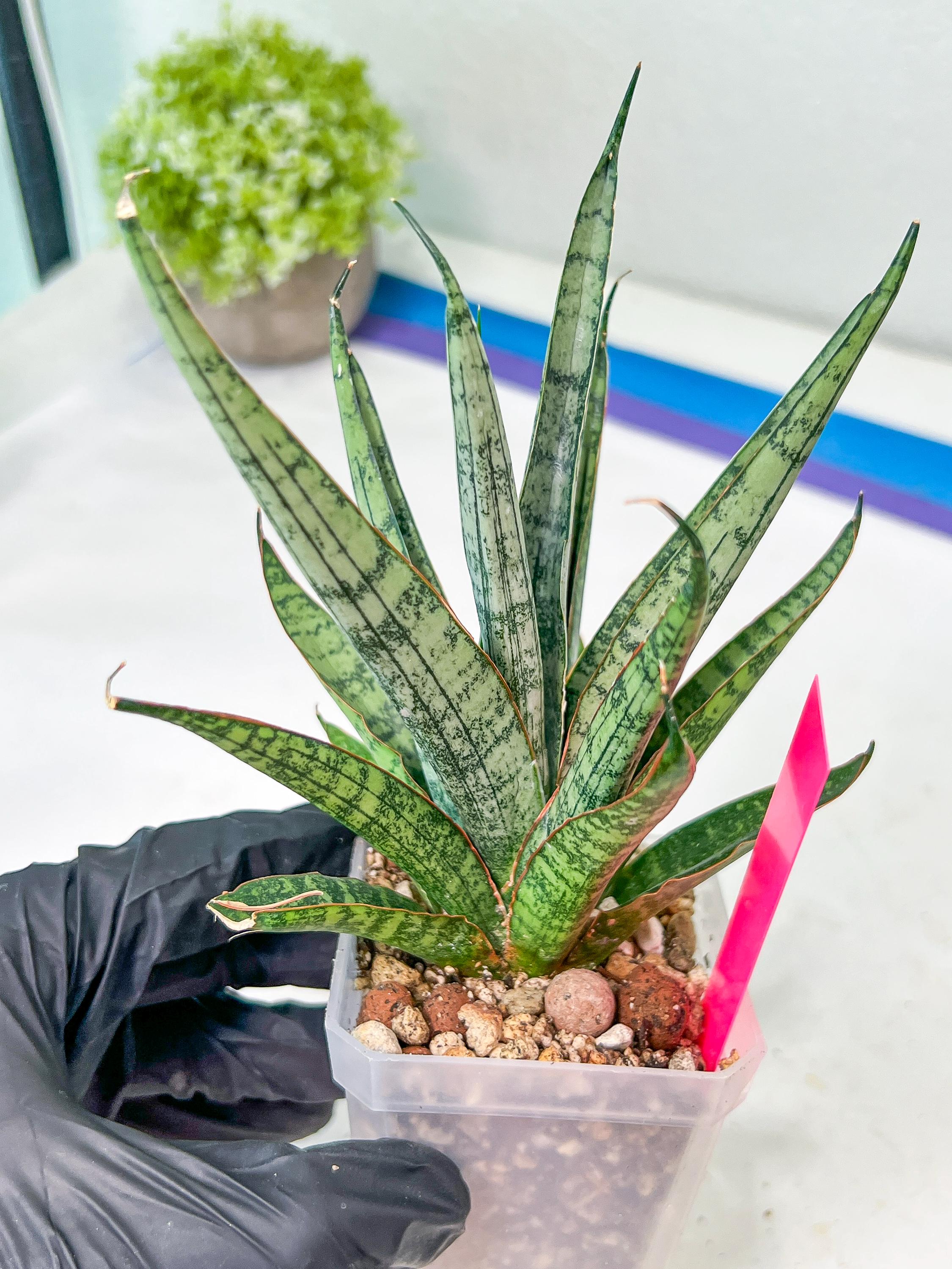 サンスベリア Sansevieria Sandee A サンスベリア Sansevieria Sandee A