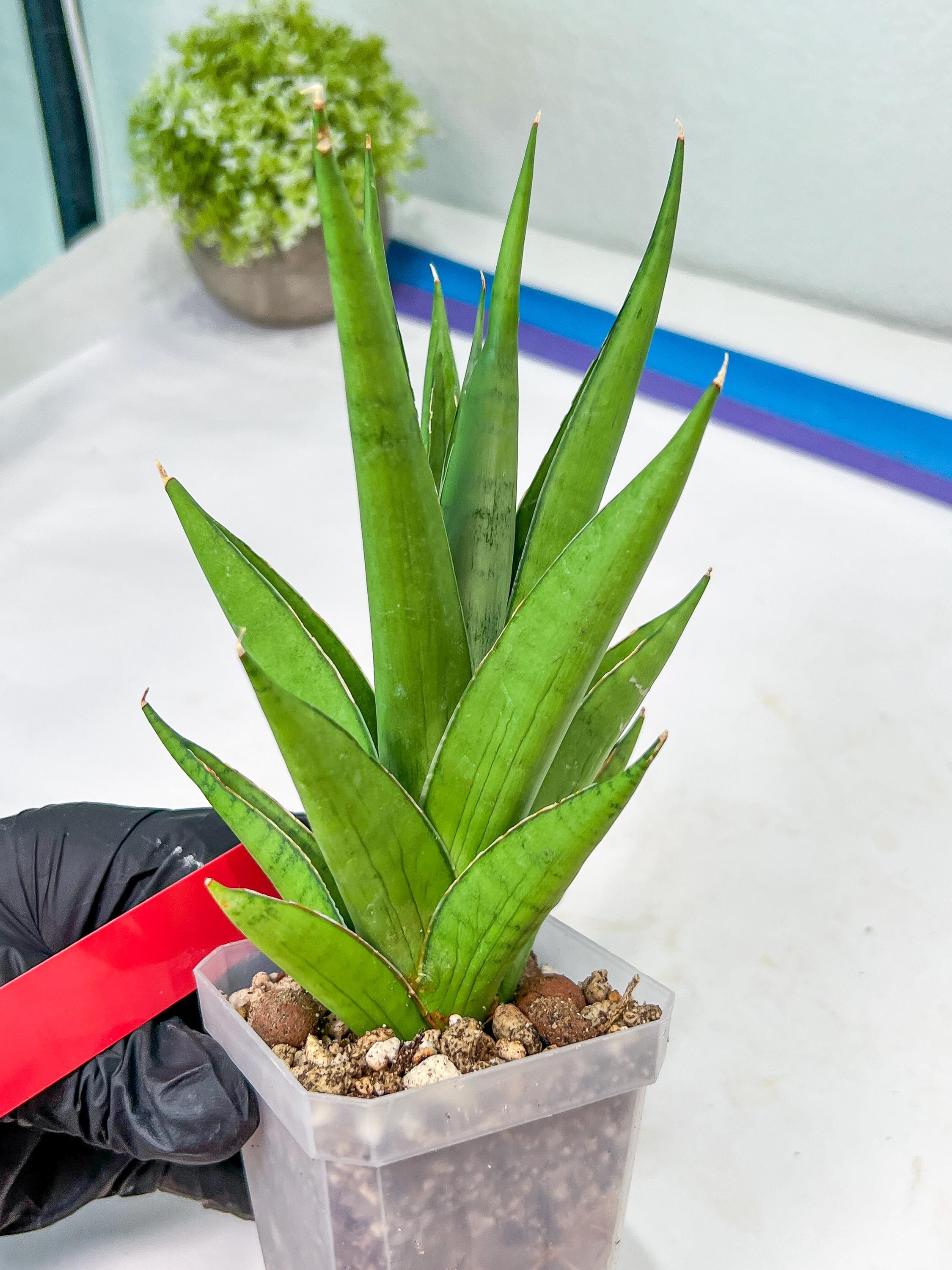 オールドサンルイSt Louisヴァージニア Virginia☆サラダプレート