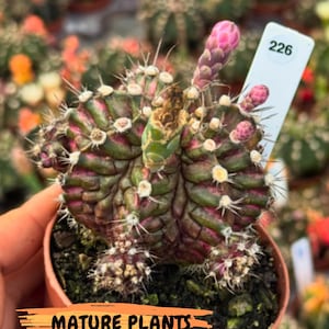 May include: A close-up of a potted cactus with a vibrant mix of green, pink, and purple hues. The cactus has sharp spines and a developing pink flower bud. A white tag with the number 226 is attached. The pot is filled with dark soil. The text "MATURE PLANTS (FOR REFERENCE ONLY)" is visible.