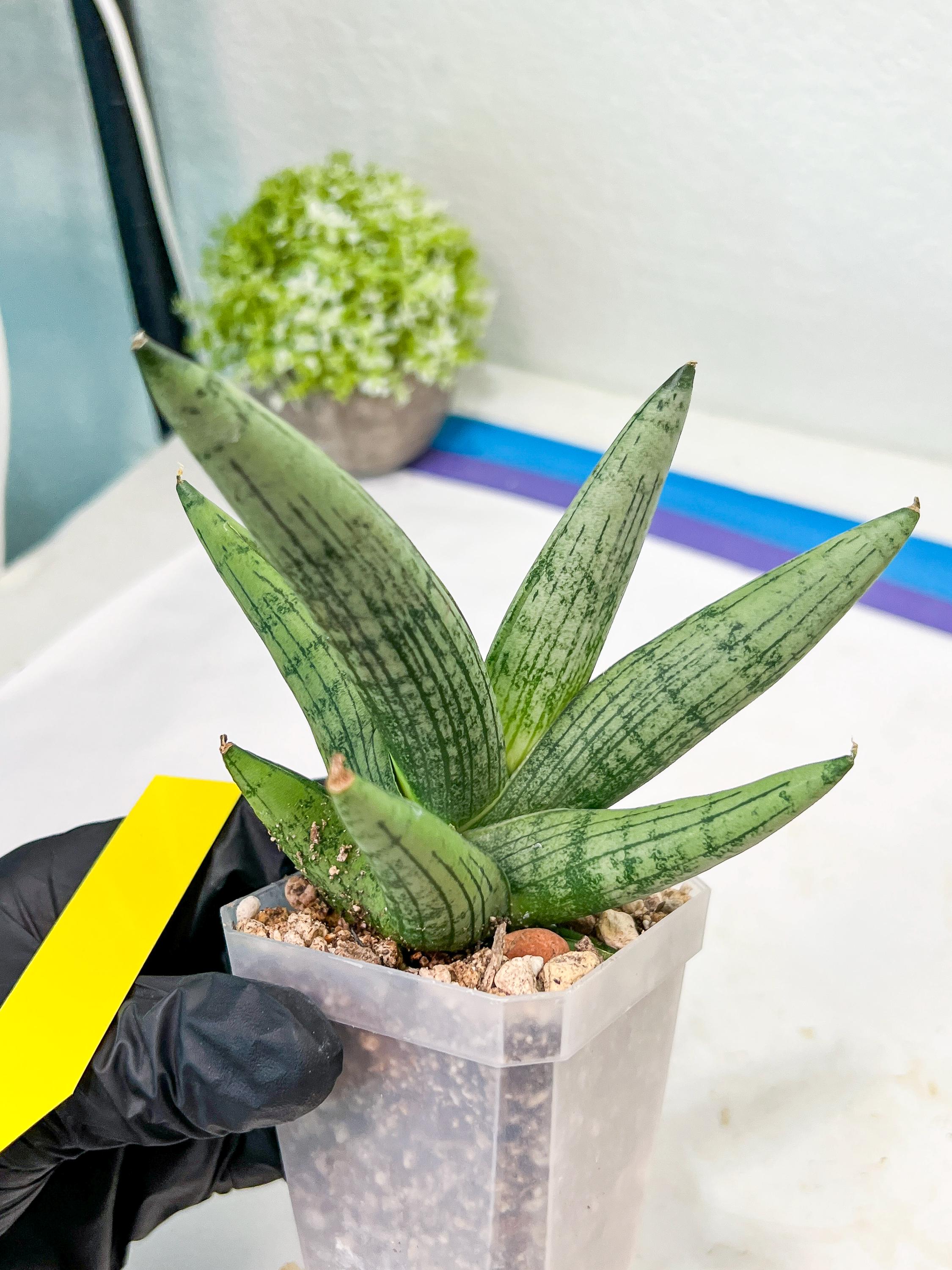 Sansevieria Rookie (#ra5) | Imported Hybrids - Etsy