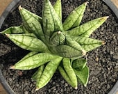 Sansevieria Ming Manee (#AC56) | Imported Snake Plant - Etsy