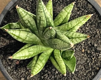 サンスベリア Sansevieria Mingmanee v B Sansevieria Ming Manee (#AC56) | Imported Snake Plant - Etsy