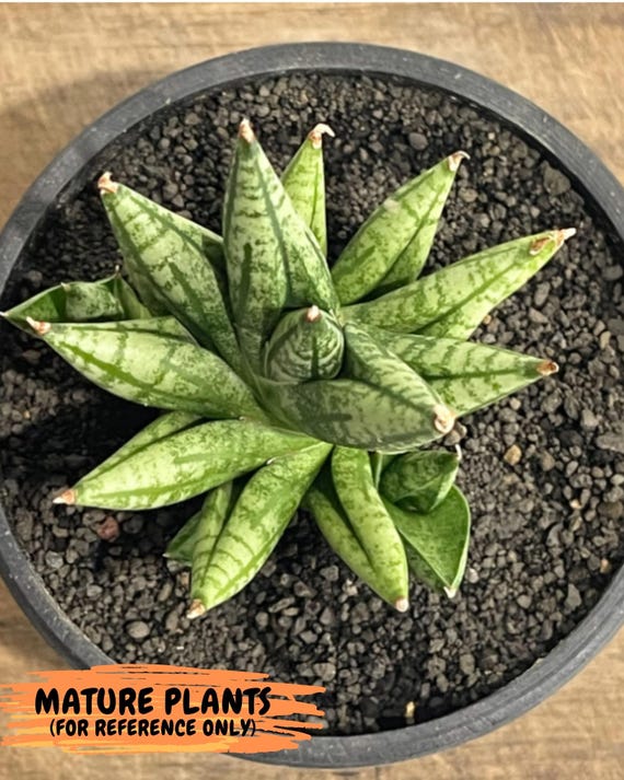 サンスベリア Sansevieria Mingmanee v B Sansevieria Ming Manee (#AC56) | Imported Snake Plant - Etsy