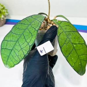 Hoya Callistophylla sp. Kalimantan UT-158 (#LA) | Rare Imported Hoyas