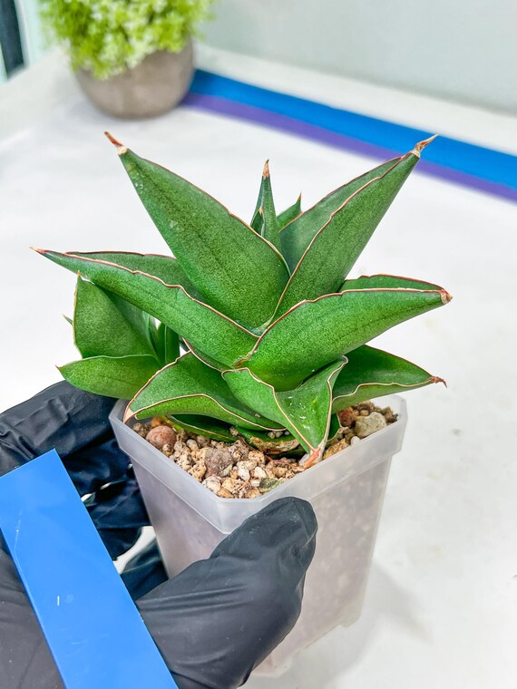 Sansevieria Bonny (PH9) | Rare Imported House Plants - Etsy