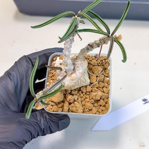 May include: A small potted succulent plant with green, slender leaves and a textured, light-colored stem. The plant is in a square, white pot filled with brown, granular soil. A white plant tag is visible.