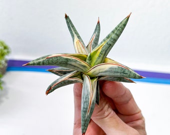 Sansevieria BLUE Cone White Variegated | Snake Plant | Rare Imported Plants