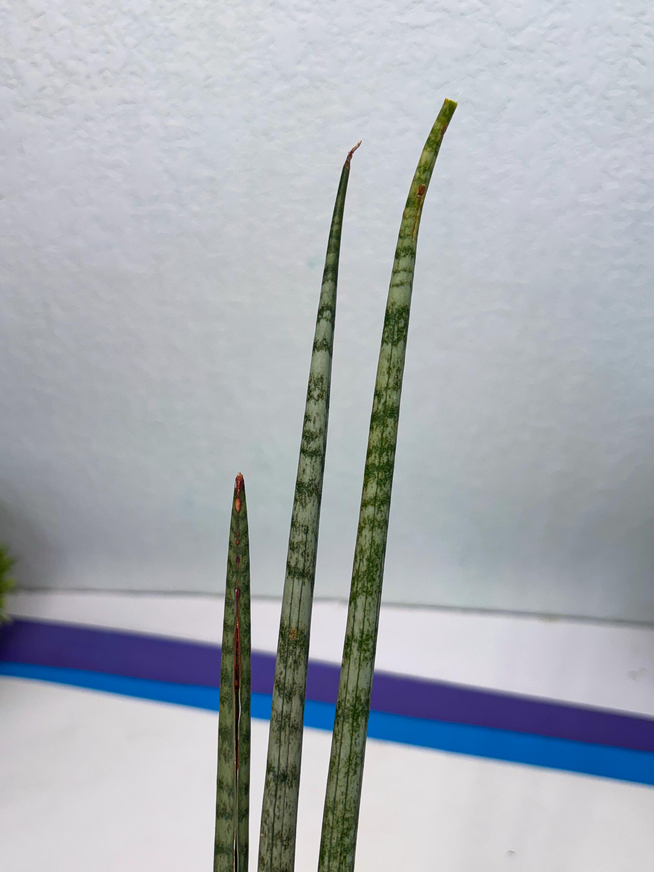 Sansevieria Pix Maro (b9) | New Hybrids Imported - Etsy