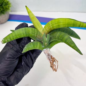 Sansevieria Lemon (cj2) (14) | Rare Hybrids image 10