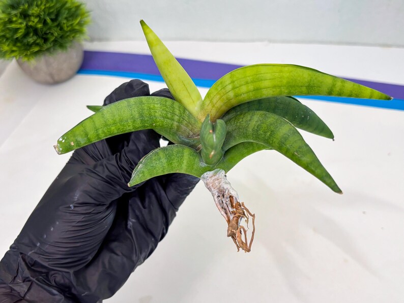 Sansevieria Lemon (cj2) (14) | Rare Hybrids image 10