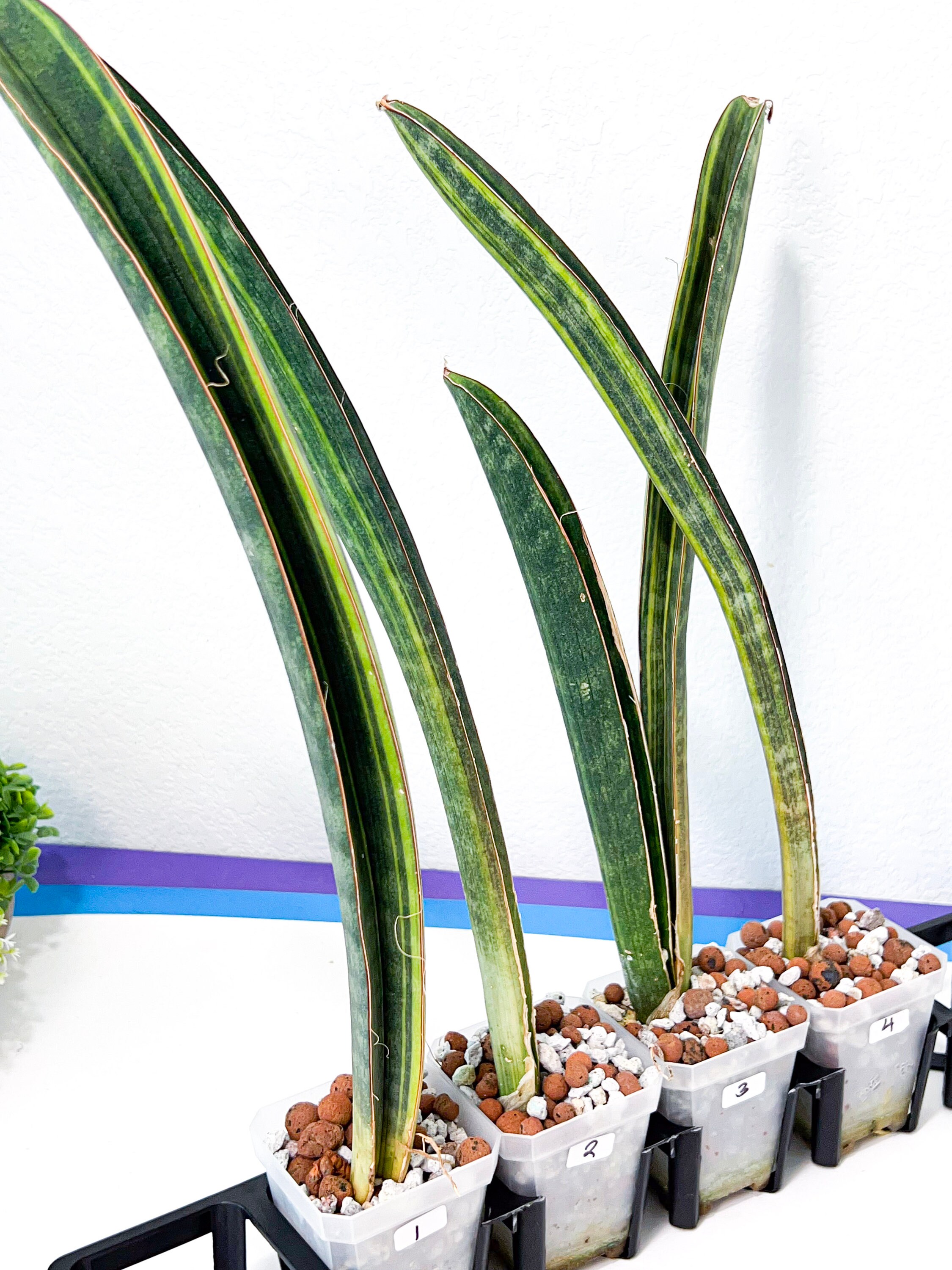 Sansevieria Baseball  Bat variegated