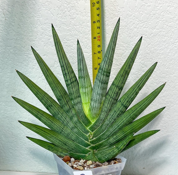 Sansevieria Rookie XXL (D7) | Minor Scar on Tip - Etsy