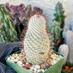 melocactus maxonii 1954 Easter cactus + melocactus print main image 1