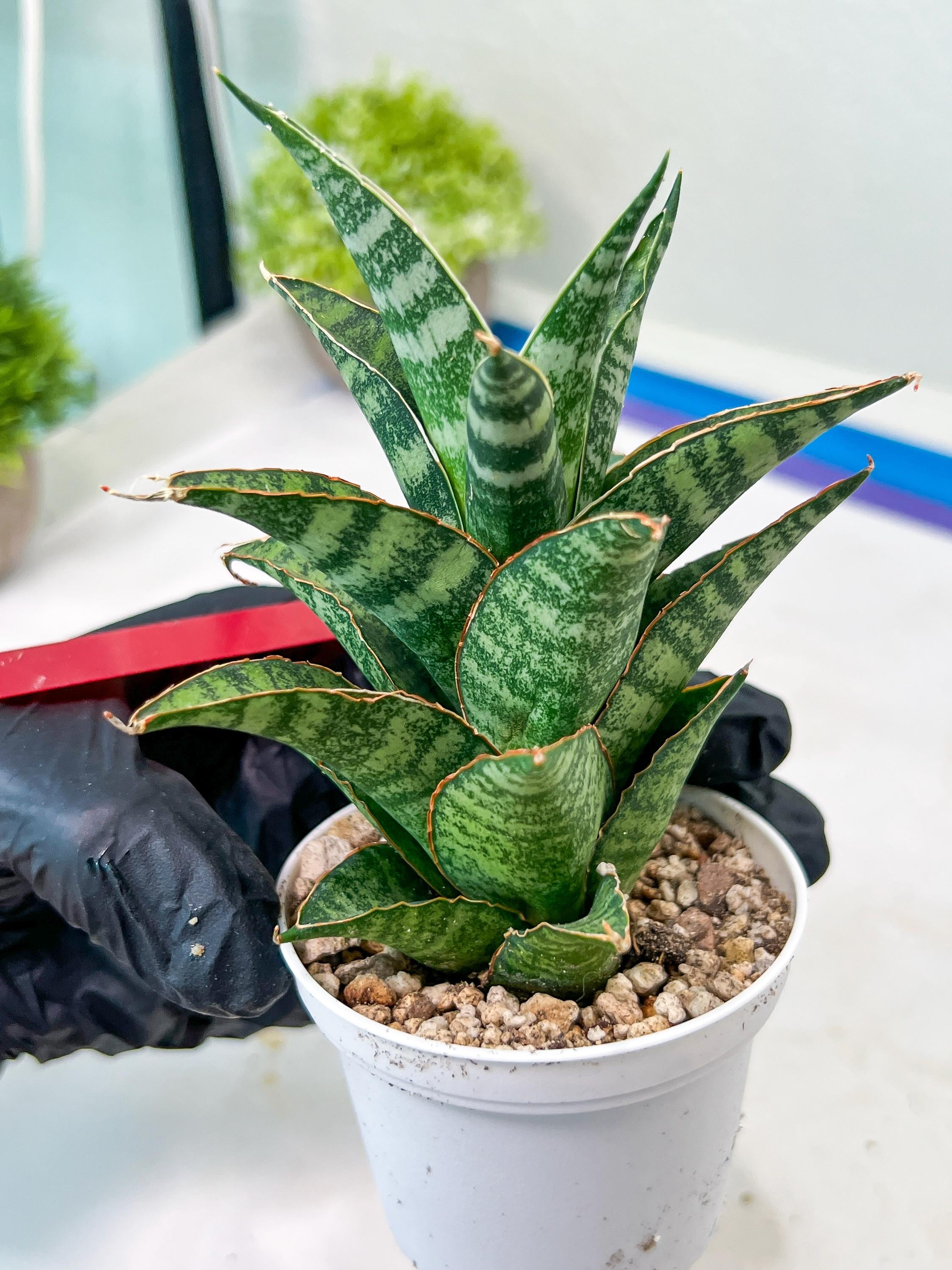 サンスベリア Sansevieria Green peach サンセベリア グリーン ピーチSansevieria Green Peach I80