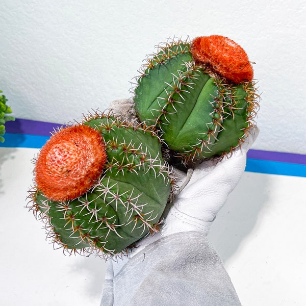 Cereus Geometrizans Matanzanus (#V5) | Turks Cap Cactus | Melon Cactus