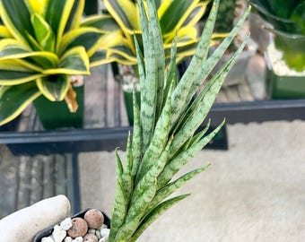 Sansevieria Hahnii Siam Tower (#R3) | Imported Plants | Rare Sansevieria Hahnii Siam Tower (#R3) | Imported Plants | Rare