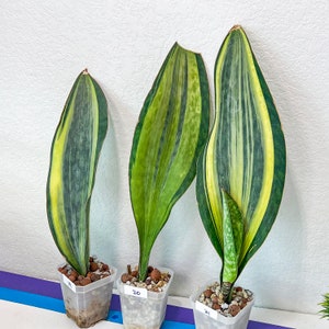 Sansevieria Masoniana Variegated (#MA13~24) | Air Purifier Plants | Easy Care Plants