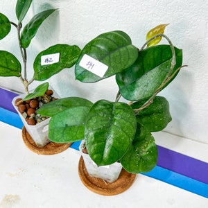 Hoya Motoskei LC12 Rare Imported Hoyas Fast growing Indoor Plants 3 Inch Pots/Leca Included image 2