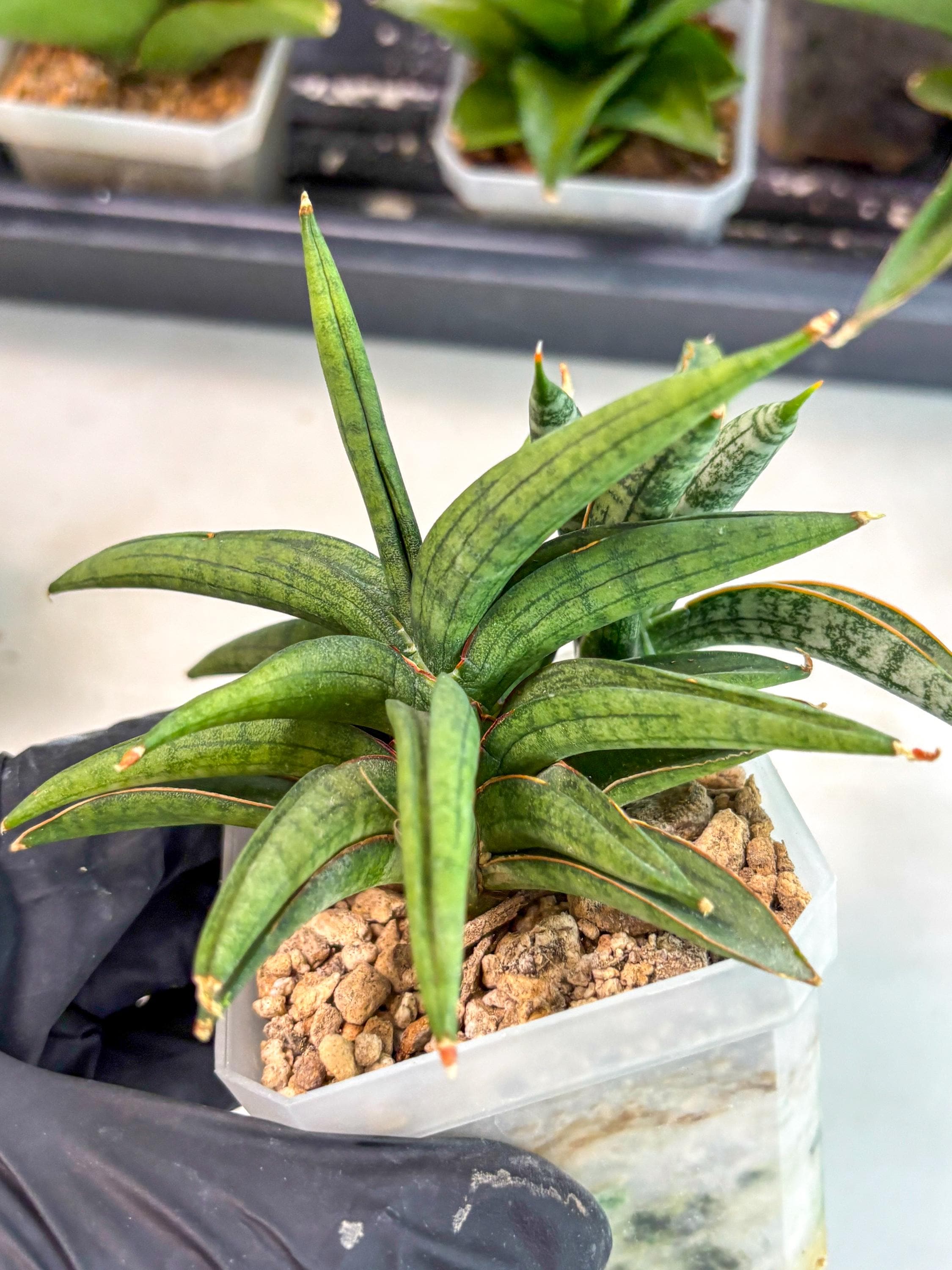 buy snake plant canada Sansevieria Laurentii | Snake Plant | Care Guide and Pro Tips - Delivery  from Toronto across Canada