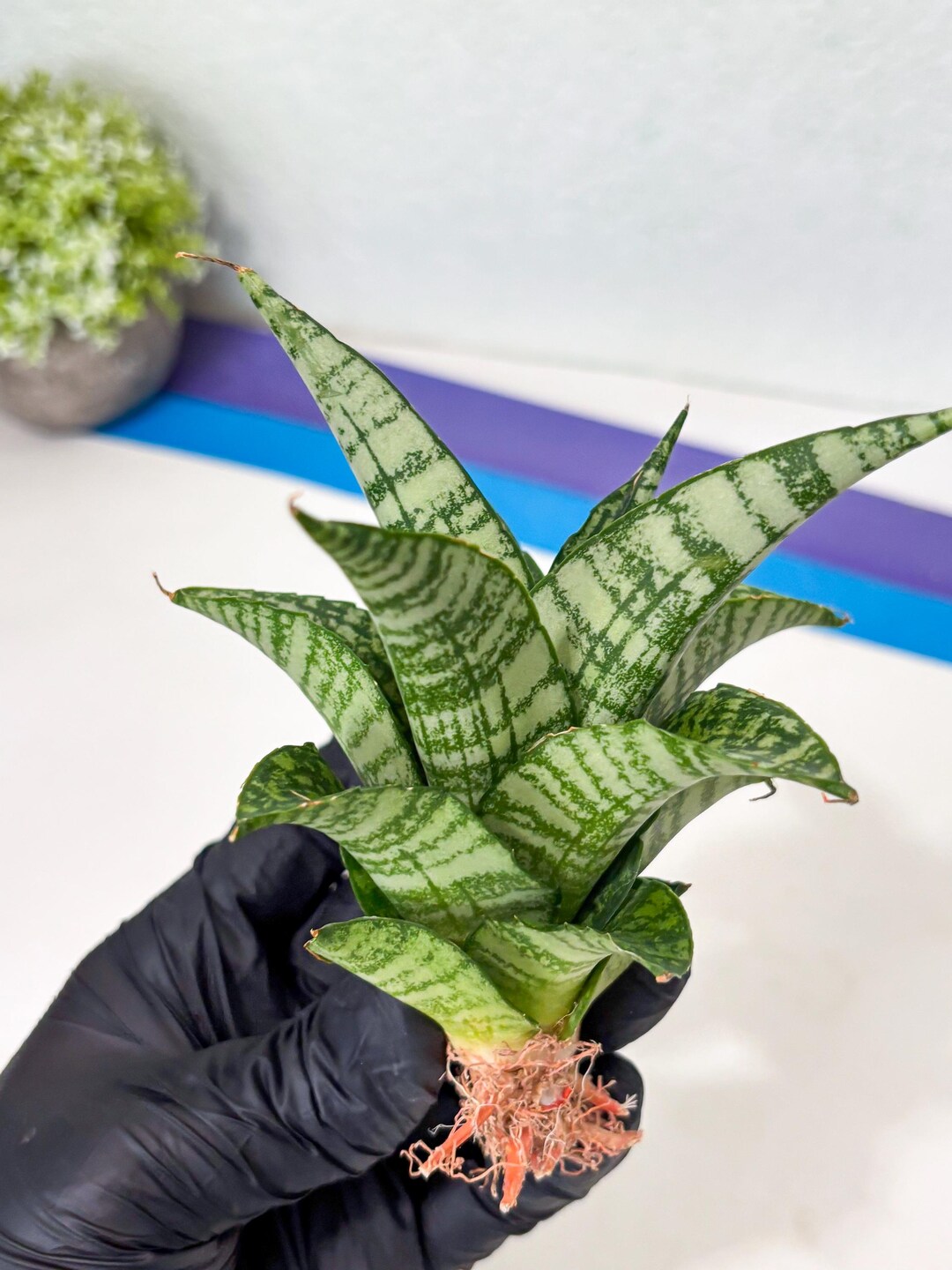 Mosar Sansevieria Mosar (ha5) (17) | Rare Collection - Etsy