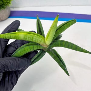 Sansevieria Lemon (cj2) (14) | Rare Hybrids image 14