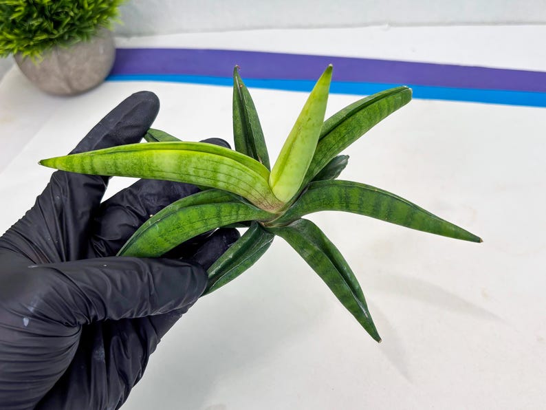 Sansevieria Lemon (cj2) (14) | Rare Hybrids image 14
