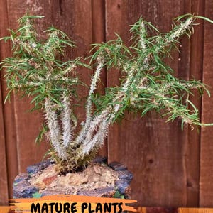 Euphorb Genoudiana (B-G) | imported Plants