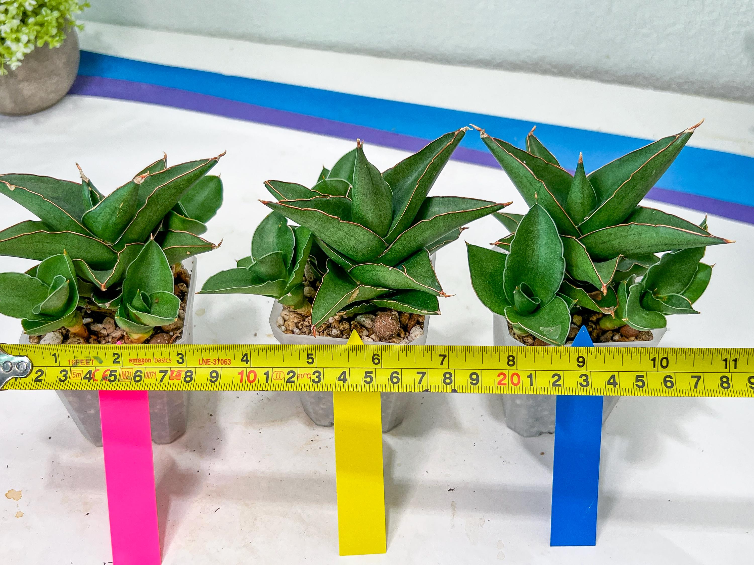 サンスベリア Sansevieria Bonny variegated Sansevieria boncellensis