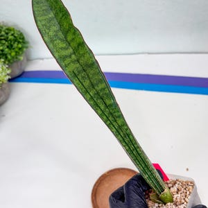 Sansevieria Sinus Simiorum - Etsy