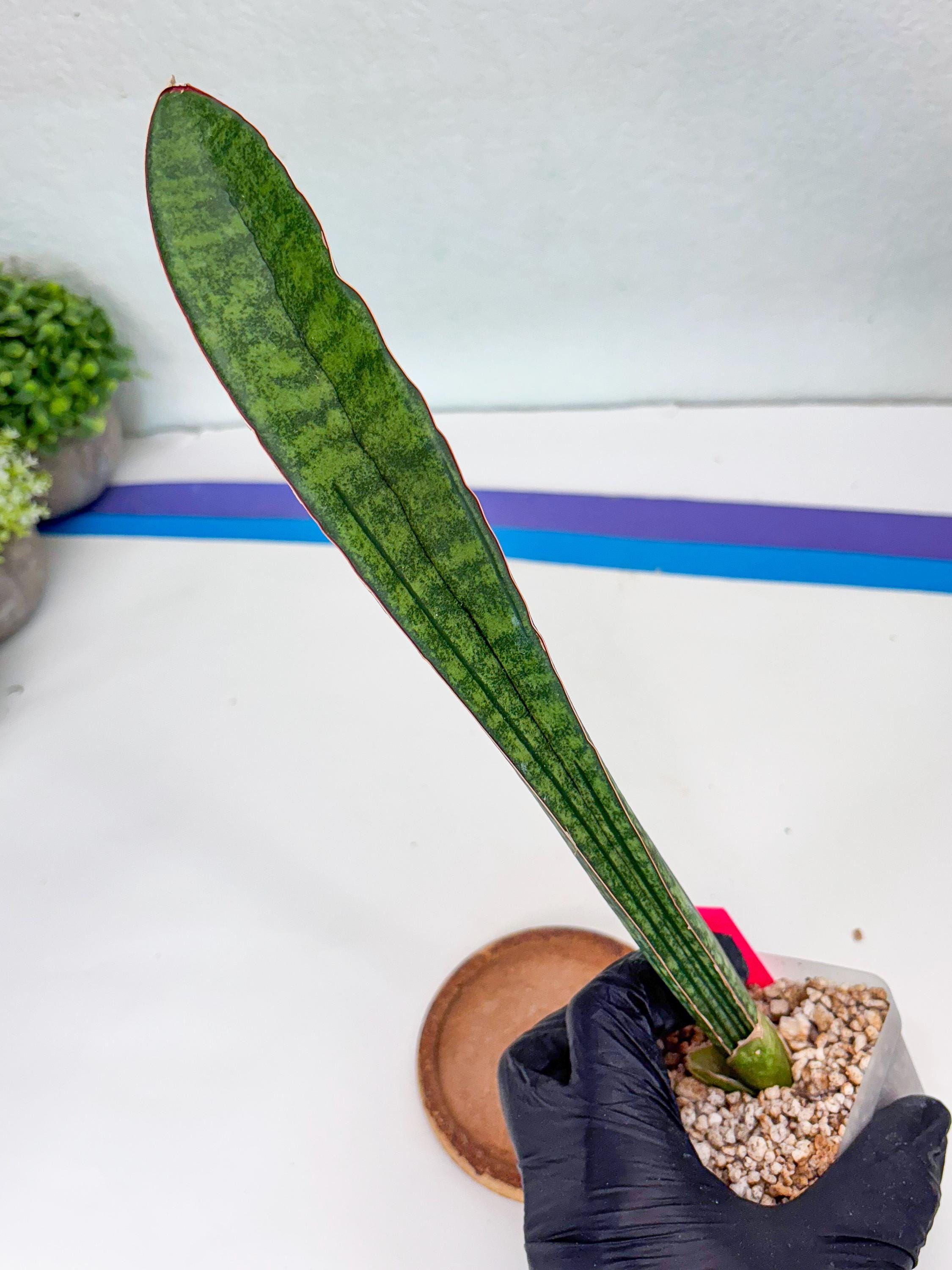 サンスベリア Sansevieria Sinus-simiorum Sansevieria Sinus-simiorum CG09 (p) | Rare Plants - Etsy