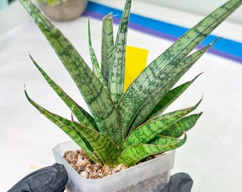 Sansevieria Sweet Celery (AC62) | Rare Snake Plant - Etsy