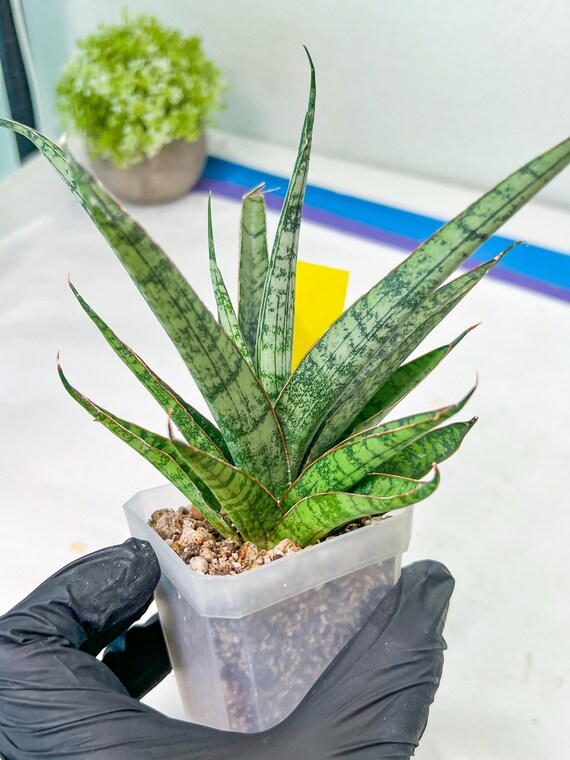 Sansevieria Sweet Celery (AC62) | Rare Snake Plant - Etsy