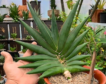 Sansevieria Ming Manee (#AC56) | Imported Snake Plant - Etsy