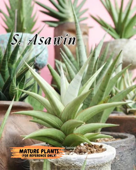 Sansevieria Asawin (su1) (6) | Imported Sansevieria - Etsy