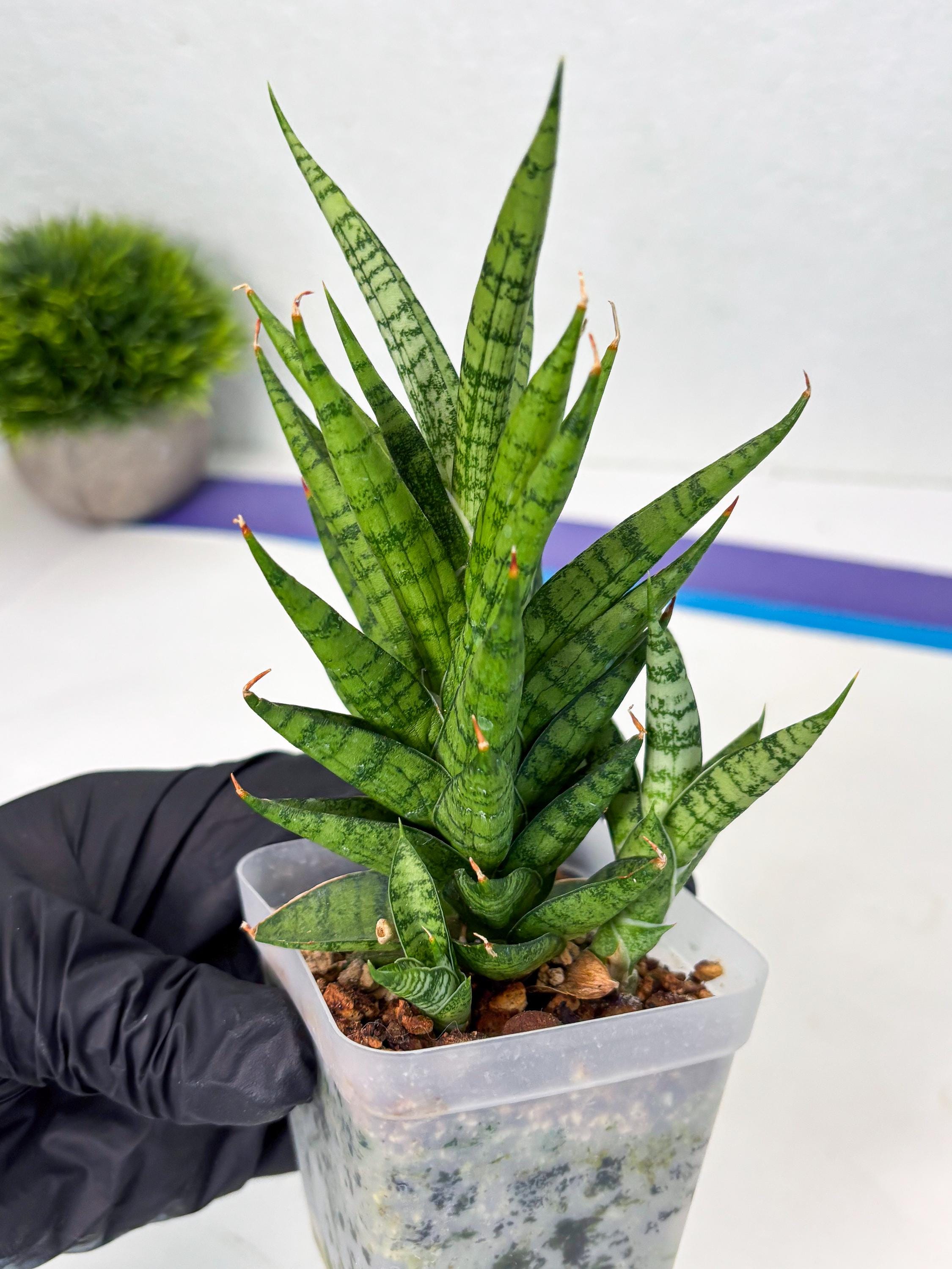 Sansevieria Kesya (ba3) (15) | Rare Hybrid Plant - Etsy