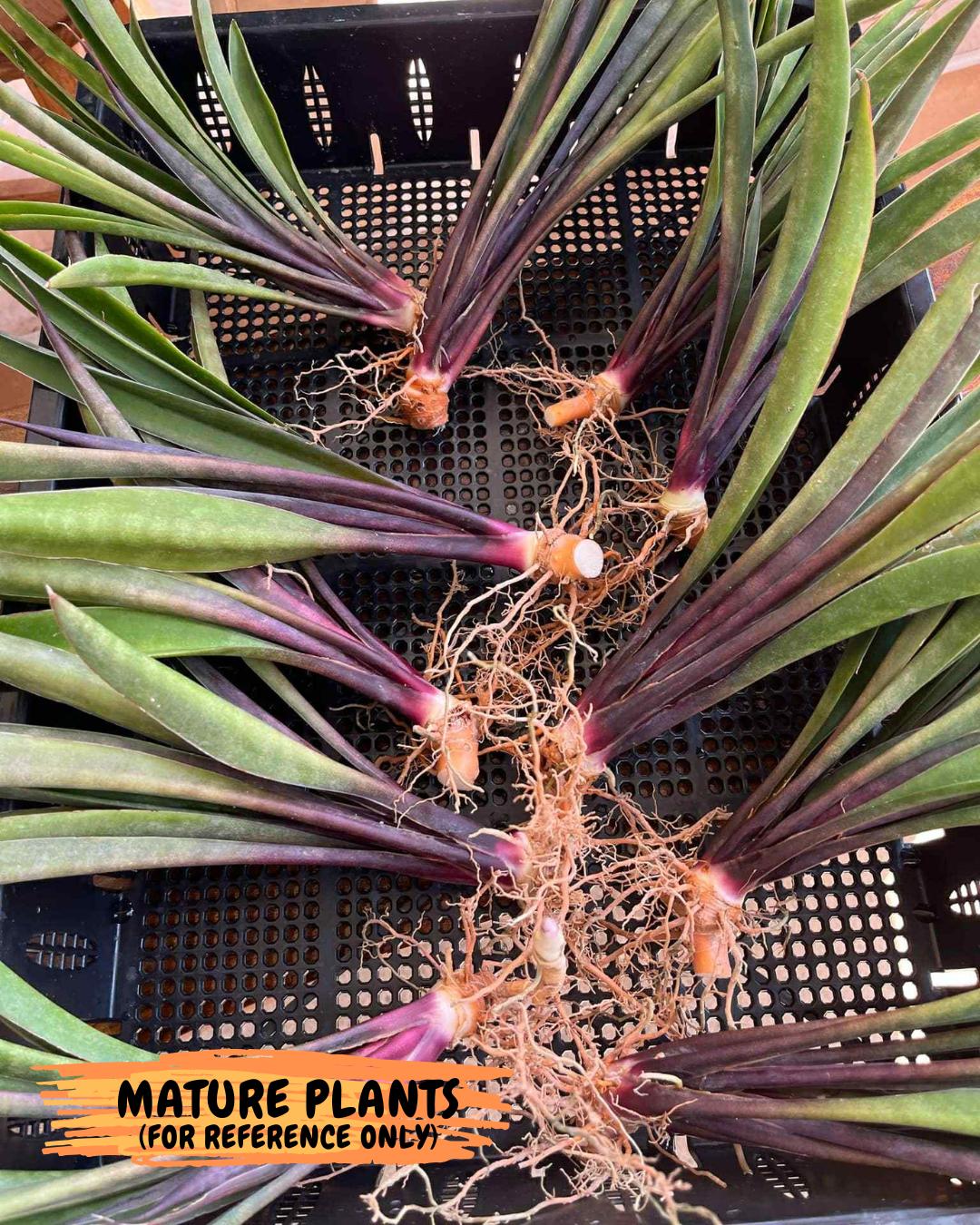 Sansevieria Violet | Very Rare Import | rare Hybrid