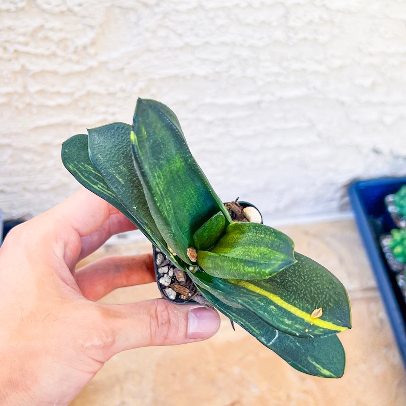 Gasteria Nitida Variegated A3 South African Plants Imported Plants image 2