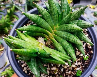Sansevieria Crazy Crab (#AC4) | Imported Hybrid Snake Plants - Etsy