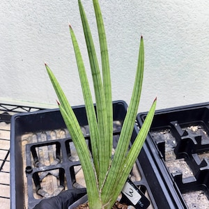 Sansevieria Alawo Eve (ob) (3) | New Imported Hybrids