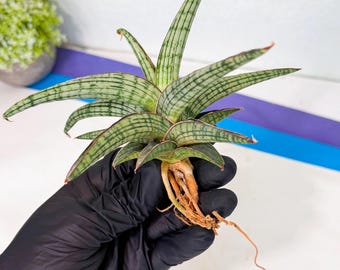Sansevieria Ming Manee (#AC56) | Imported Snake Plant - Etsy