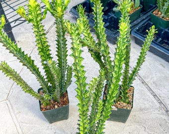 Trigona Variegated | 1Pot/ 4 Plants | Minor Scars