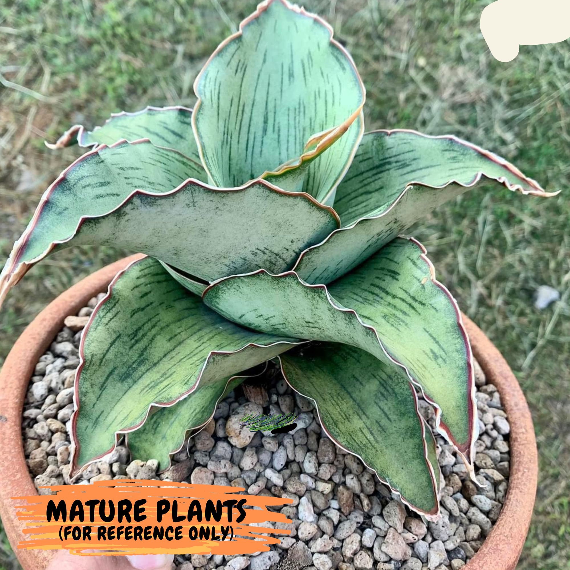 Sansevieria as Silk (#PH13) | Imported Indoor Snake Plant | 2.5