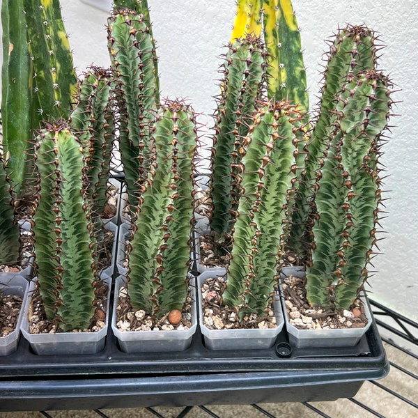 Confinalis Ssp. Rhodesia Cactus (#V4) | Mint Color cactus | Rare cactus