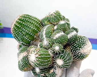 Notocactus Scopa cv. Inermis Cristata (#M9) | Indoor Cactus | Easy Care Cactus