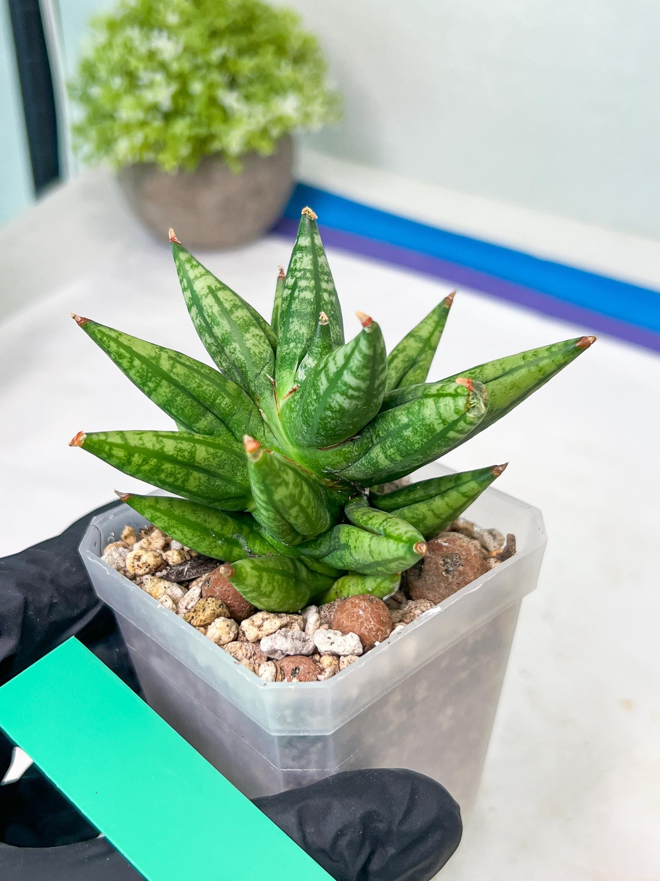 Sansevieria Ming Manee (#AC56) | Imported Snake Plant - Etsy