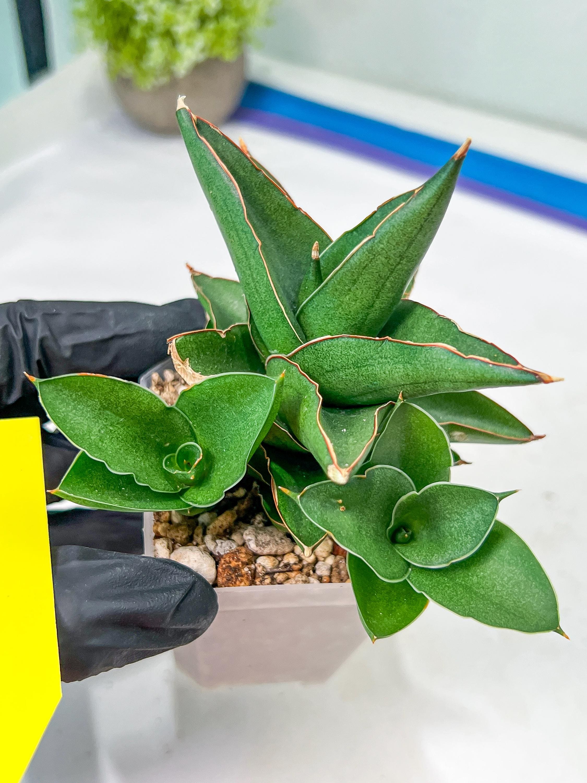 Sansevieria Bonny (PH9) | Rare Imported House Plants - Etsy