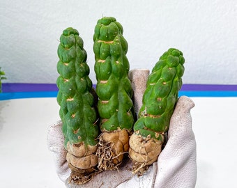 Eulychnia Castanea Spiralis Hort | Unicorn Horn Cactus| Rare Cactus | Very Rare Import