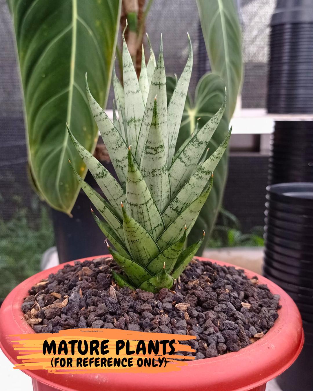 Sansevieria Kesya (ba3) (15) | Rare Hybrid Plant - Etsy