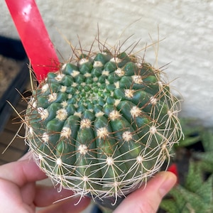 Notocactus Uebelmannianus | Rare succulent | 3.5&quot; Planter